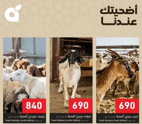 إلحق الفرصة واشتري ذبيحة العيد بسعر 690 ريال سعودي فقط.. أسواق بنده تحطم أسعار المواشي في السعودية وتعلن عن أقوى عروض التخفيضات