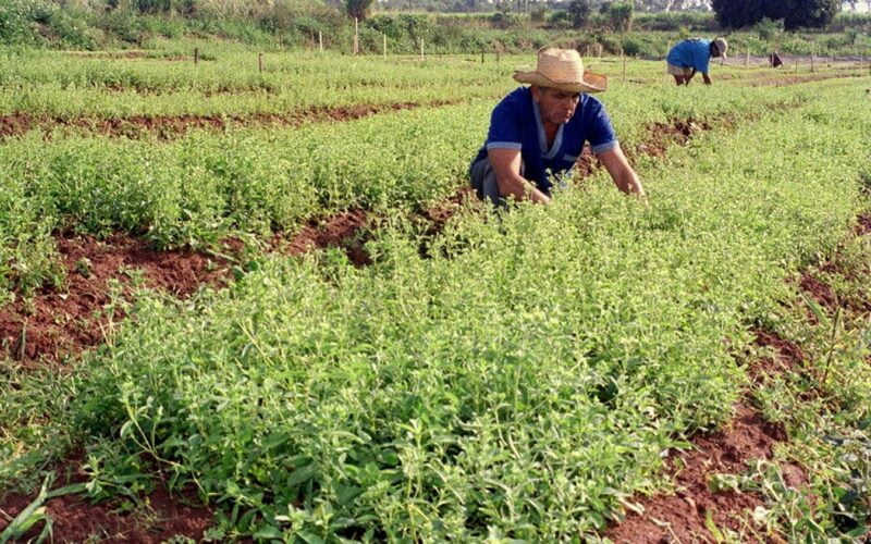 لن تحتاج إبر الانسولين بعد اليوم.. دراسة حديثة تكشف عن نبات معجزة يخفض السكر التراكمي في الدم خلال 40 دقيقة