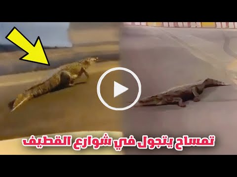 بالفيديو تمساح عملاق يعبث في شوارع ⁧‫القطيف.. ما حدث بعد ذلك غير متوقع