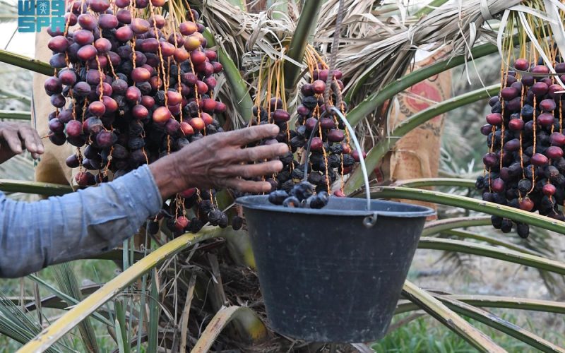 حصاد التمور الجديد في المدينة المنورة.. رحلة النضج والجودة